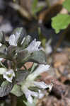 Virginia pennywort